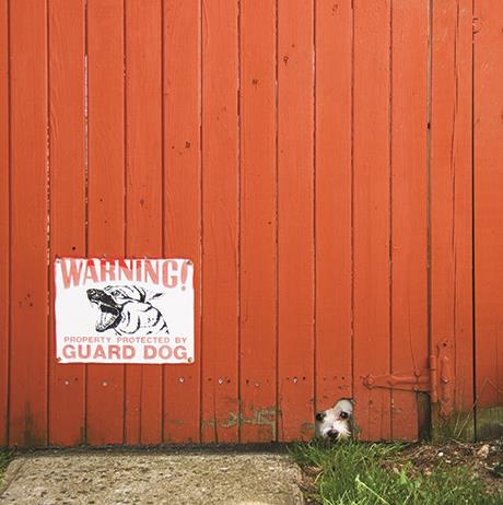 Security-Dog under fence-39L-cmyk